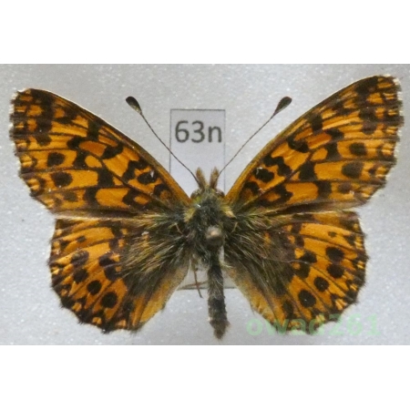 Boloria dia (Linnaeus, 1767) Dostojka dia Czech63n